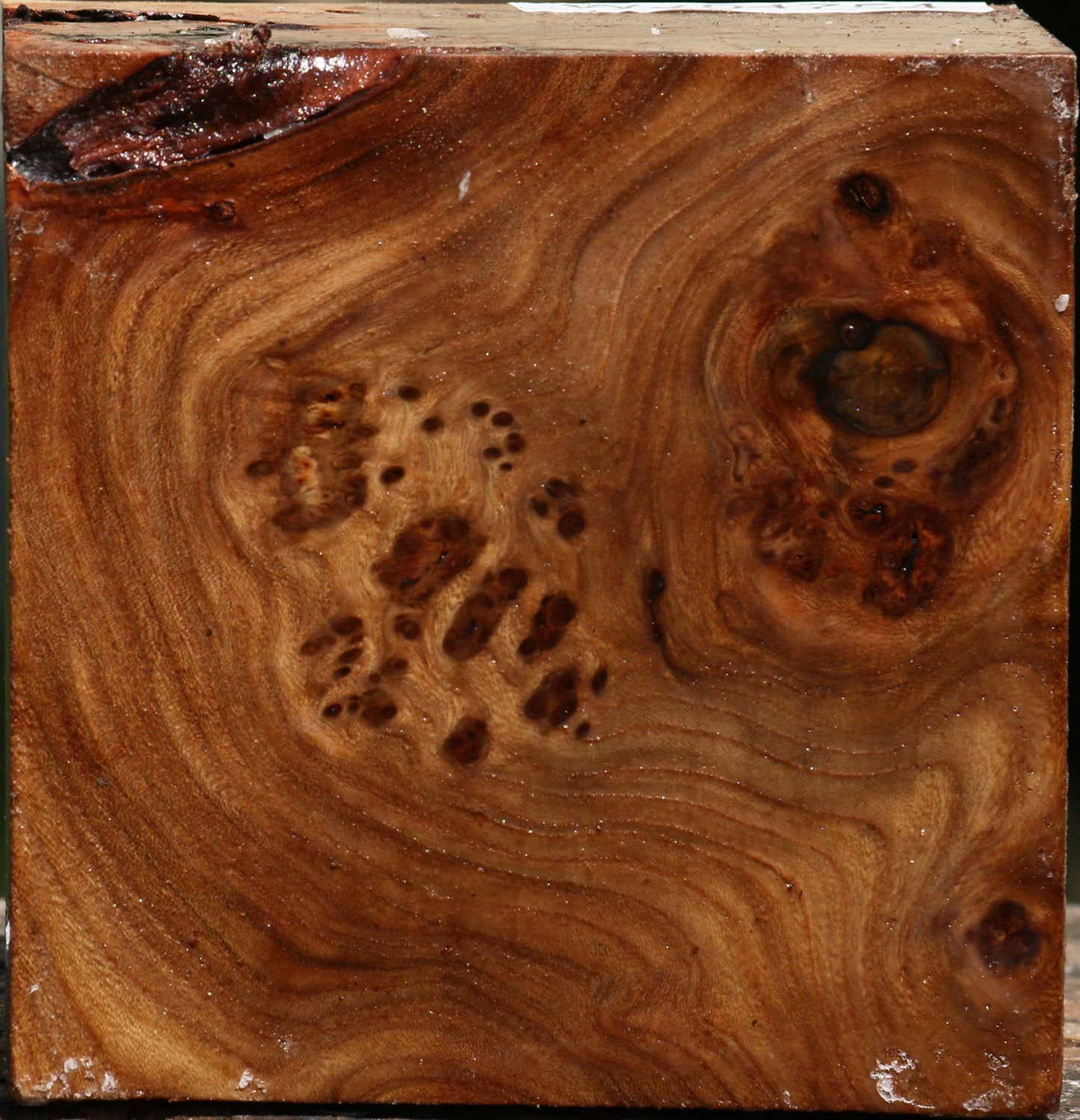 Elm Burl Bowl Blank