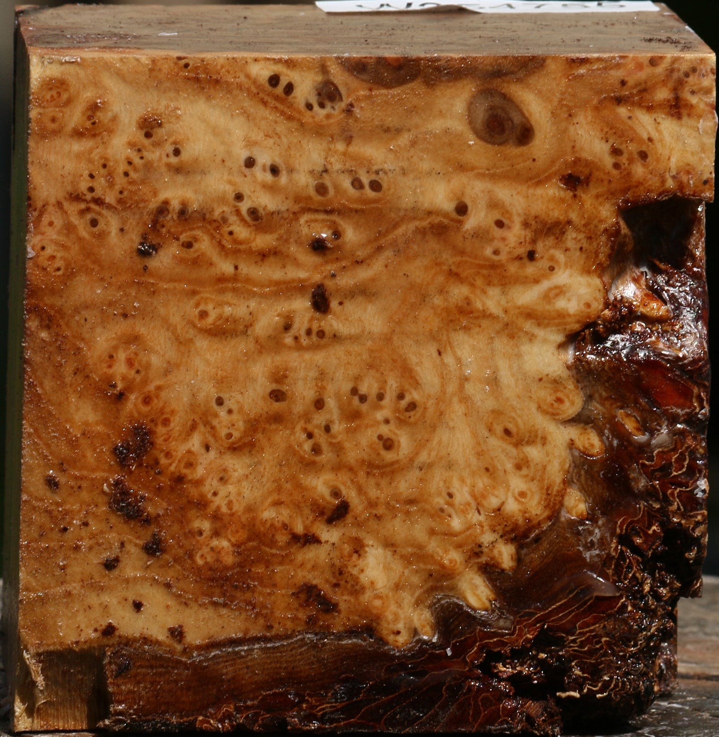 Elm Burl Bowl Blank