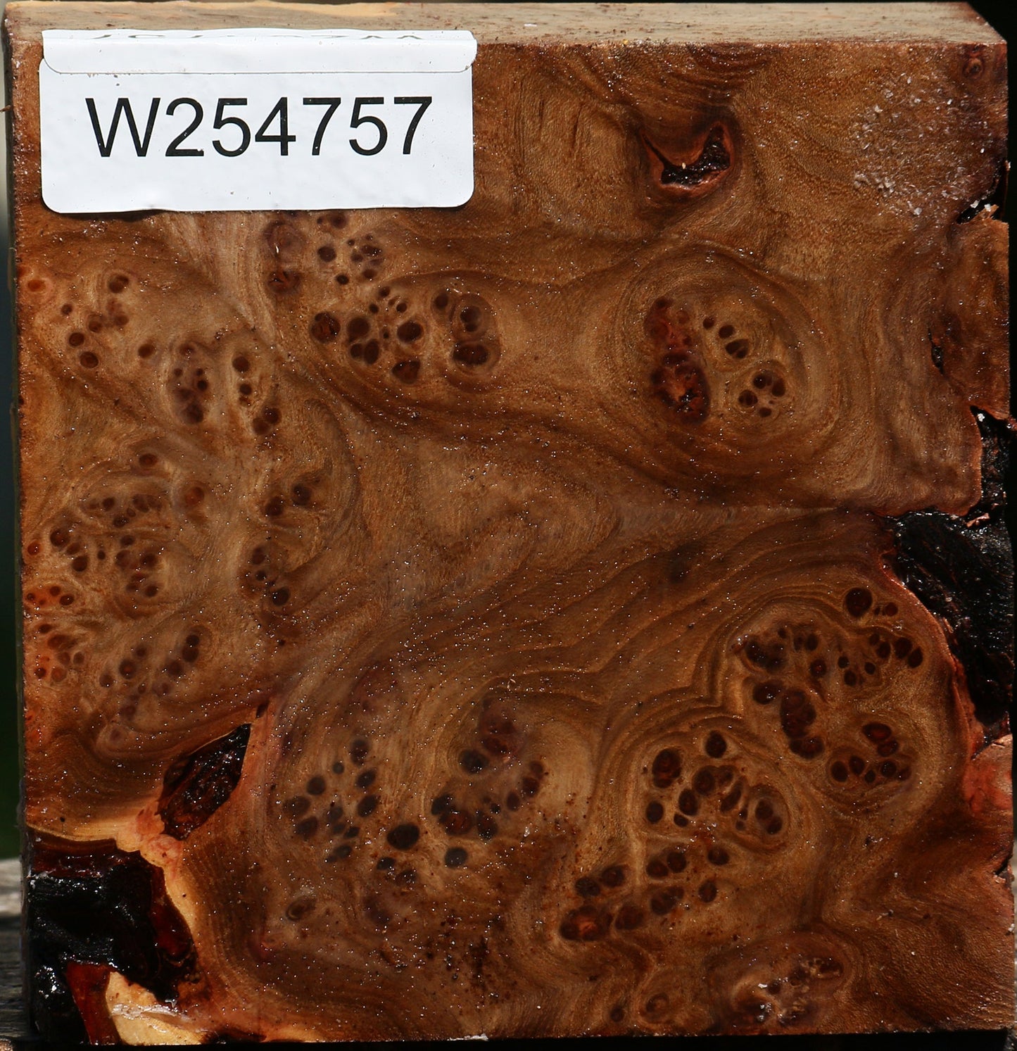 Elm Burl Bowl Blank