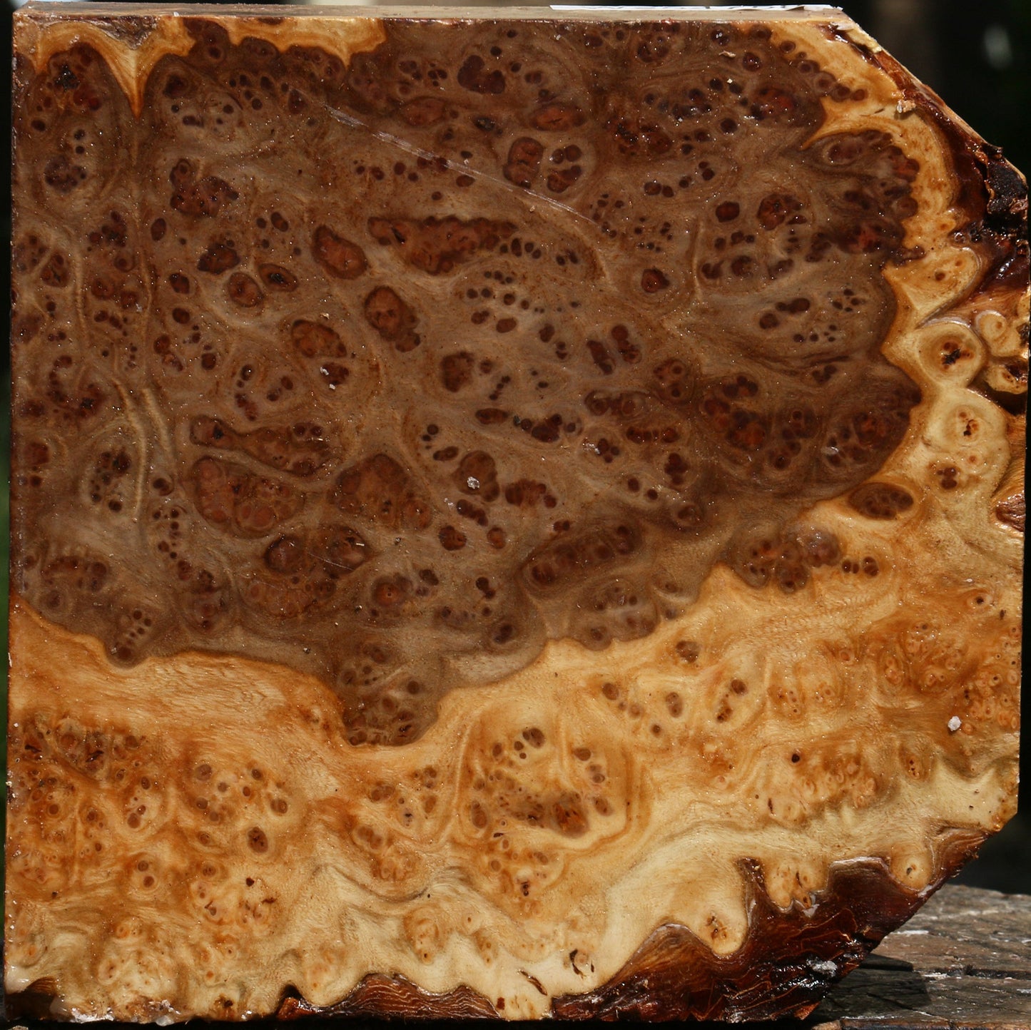 Elm Burl Bowl Blank