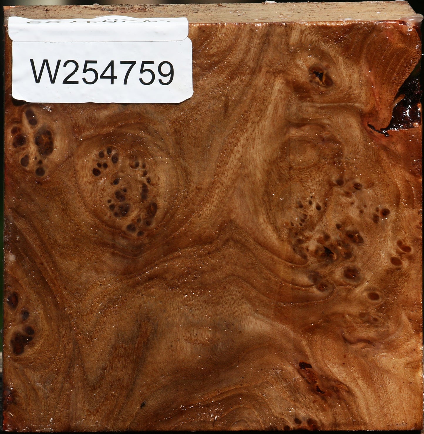 Elm Burl Bowl Blank