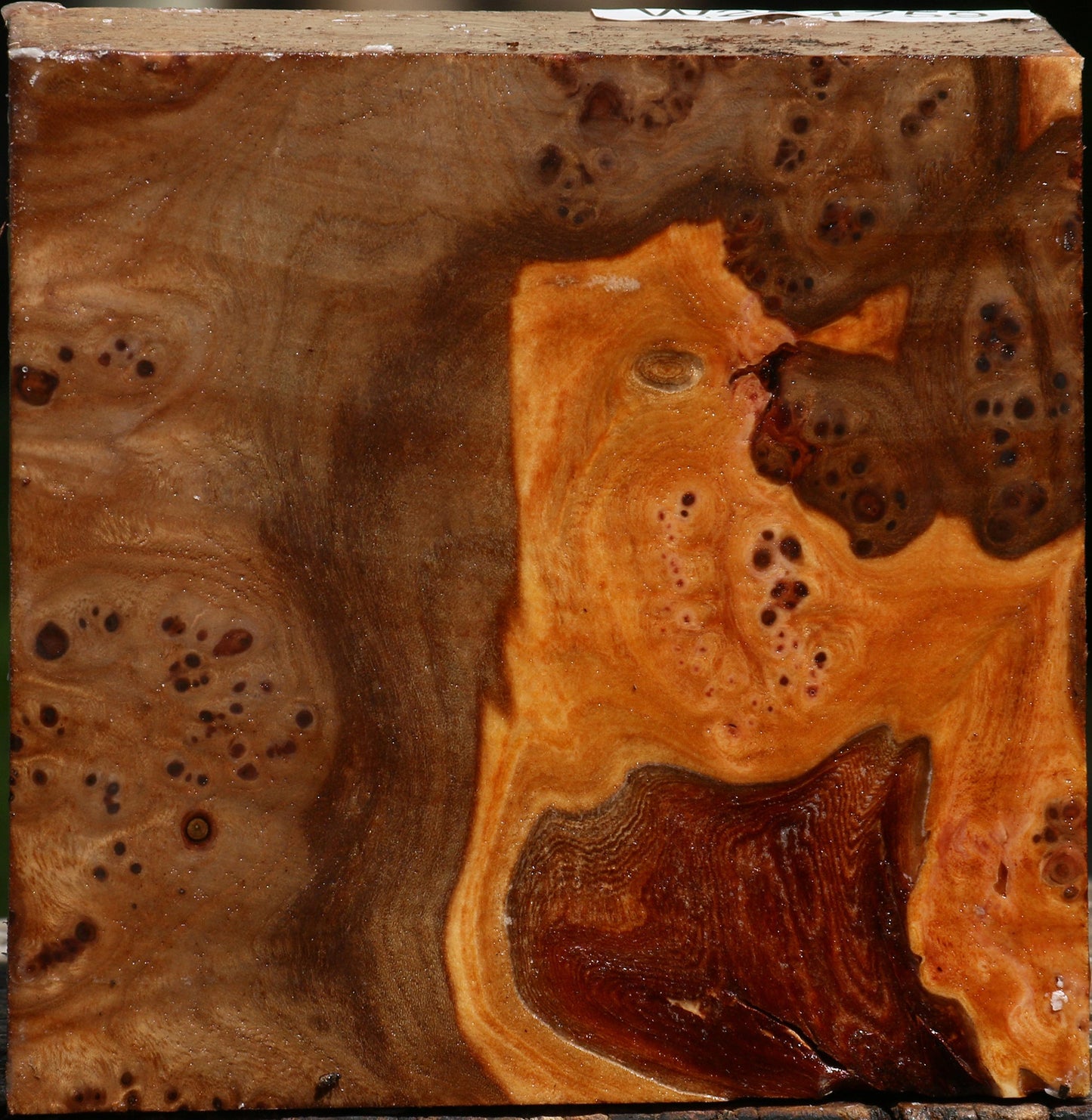Elm Burl Bowl Blank