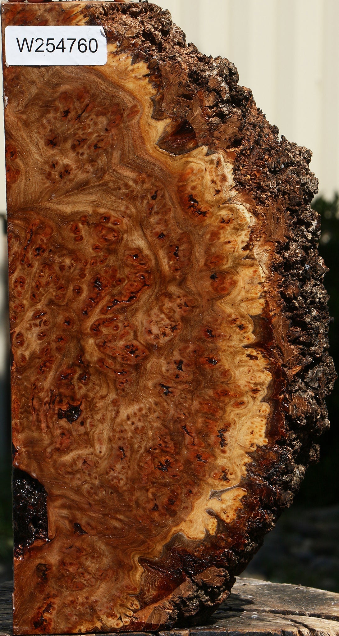 Elm Burl Live Edge Slice
