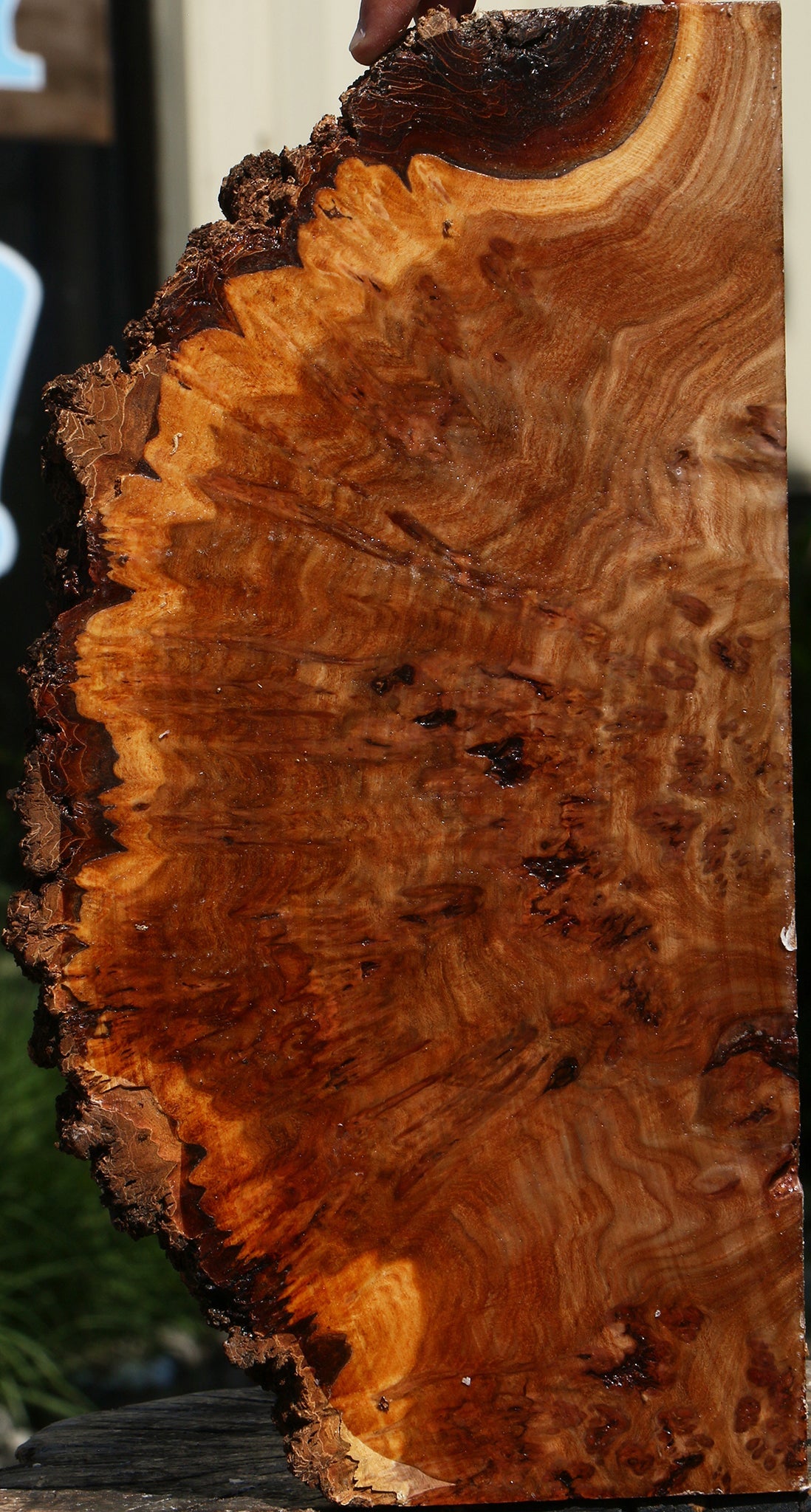 Elm Burl Live Edge Slice