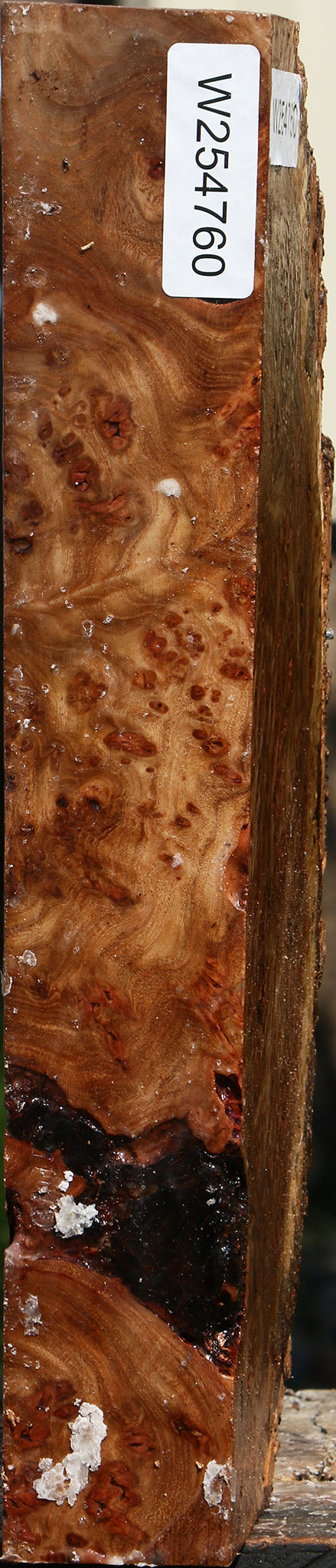 Elm Burl Live Edge Slice