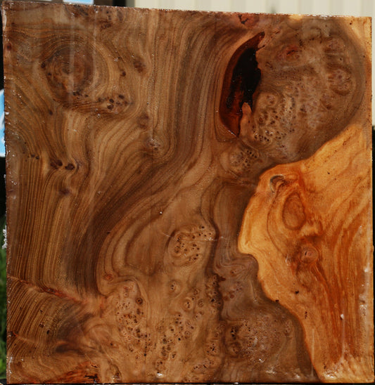 Elm Burl Live Edge Turning Blank