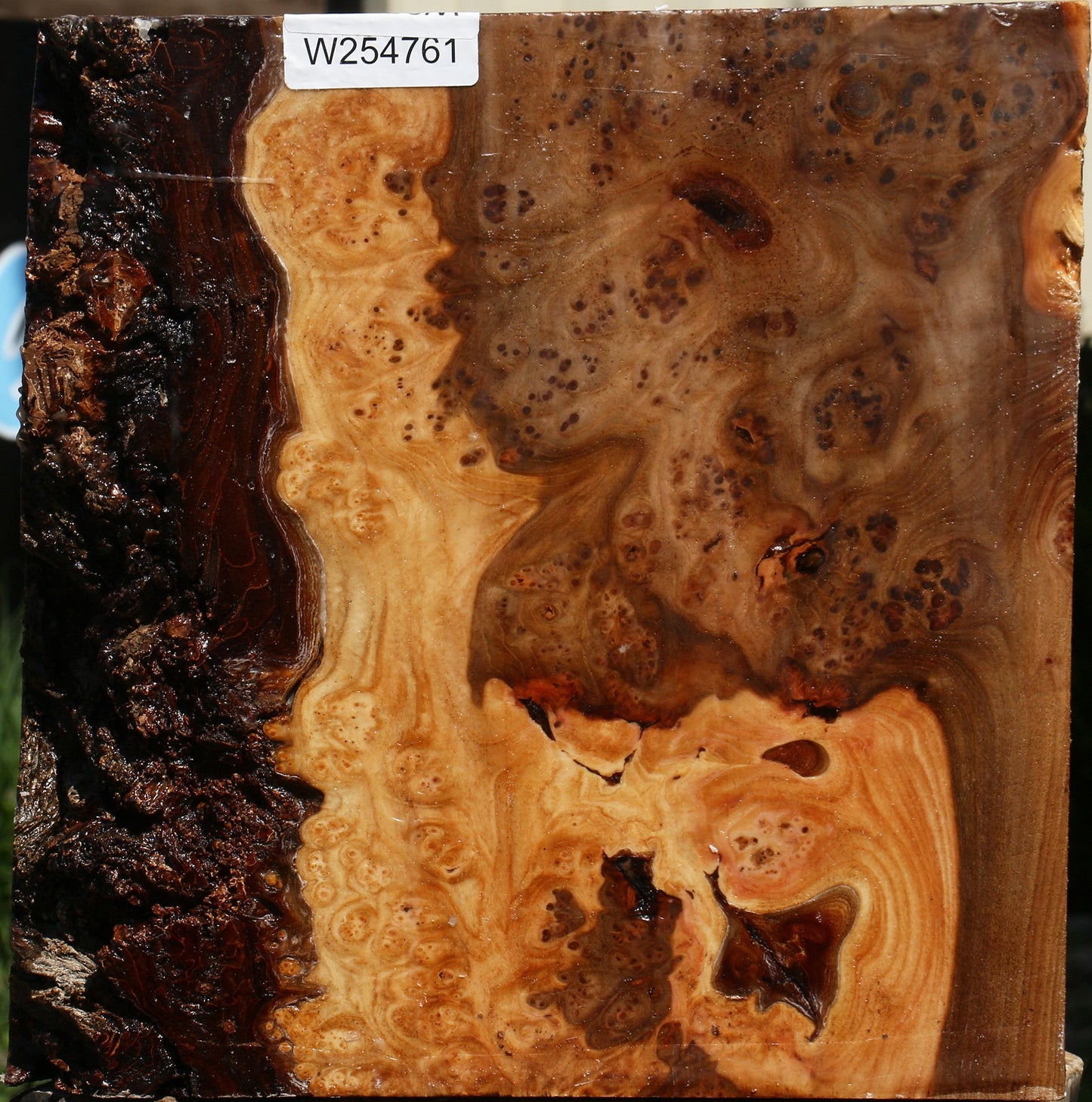 Elm Burl Live Edge Turning Blank