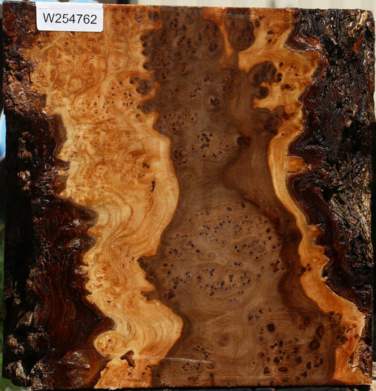 Elm Burl Live Edge Bowl Blank