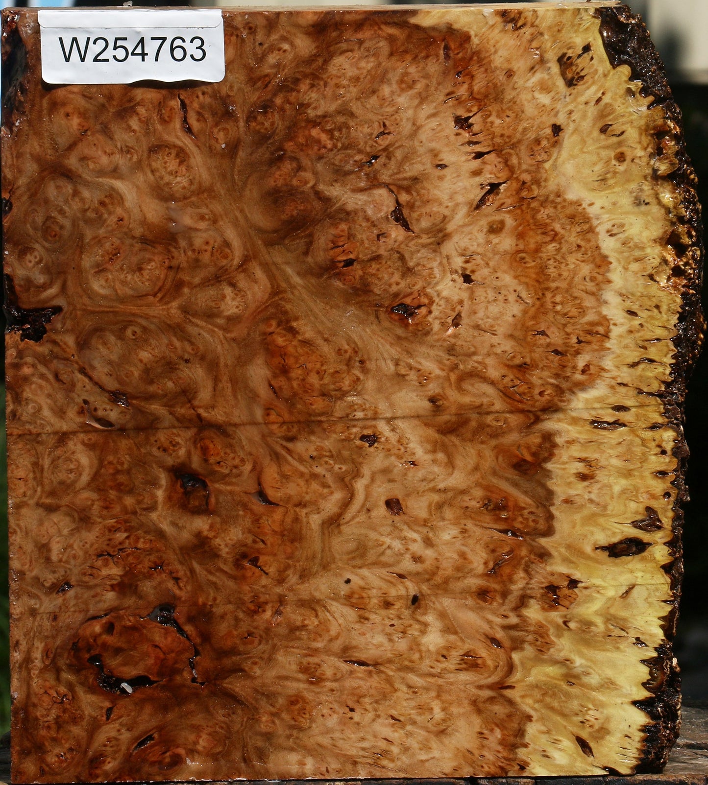 Elm Burl Live Edge Turning Blank