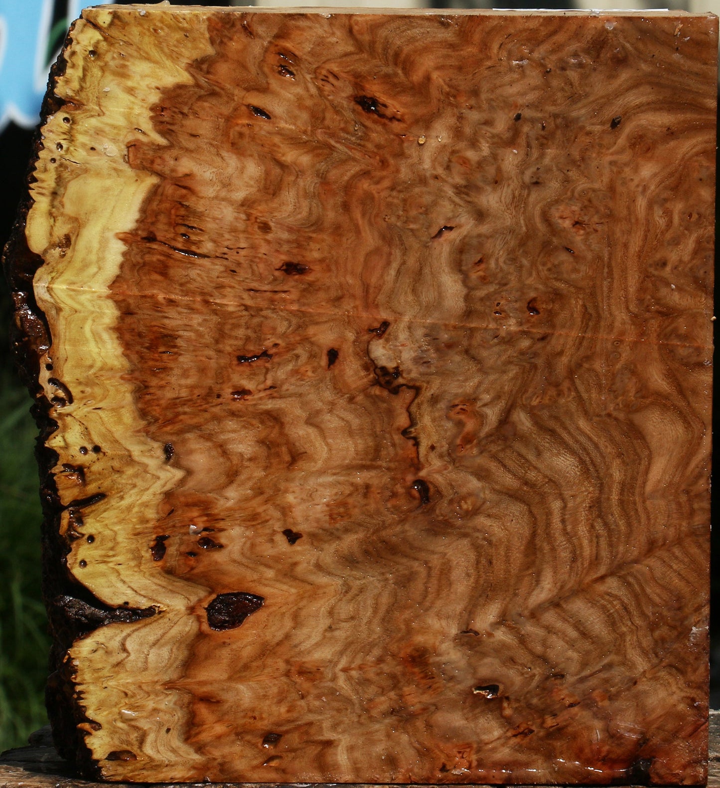 Elm Burl Live Edge Turning Blank