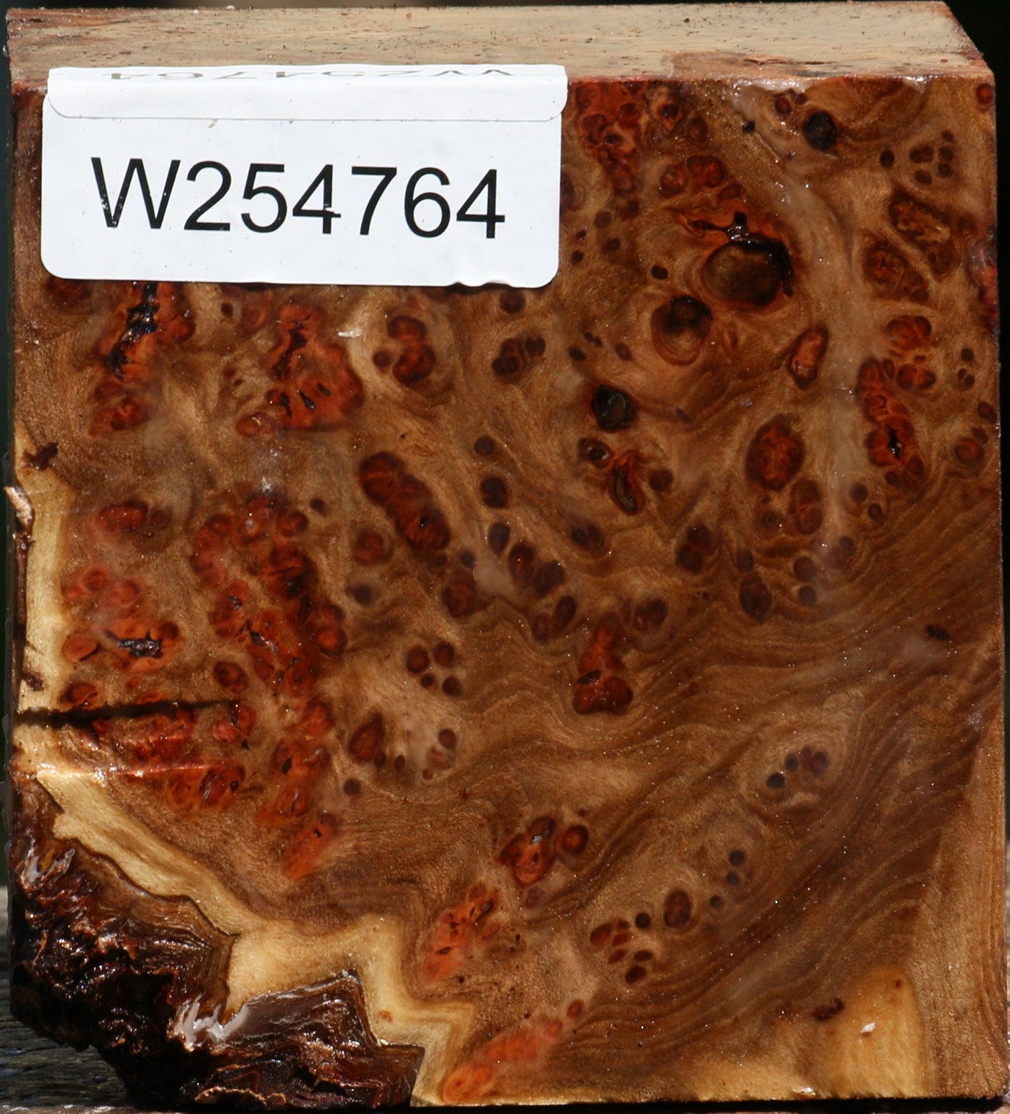Elm Burl Bowl Blank
