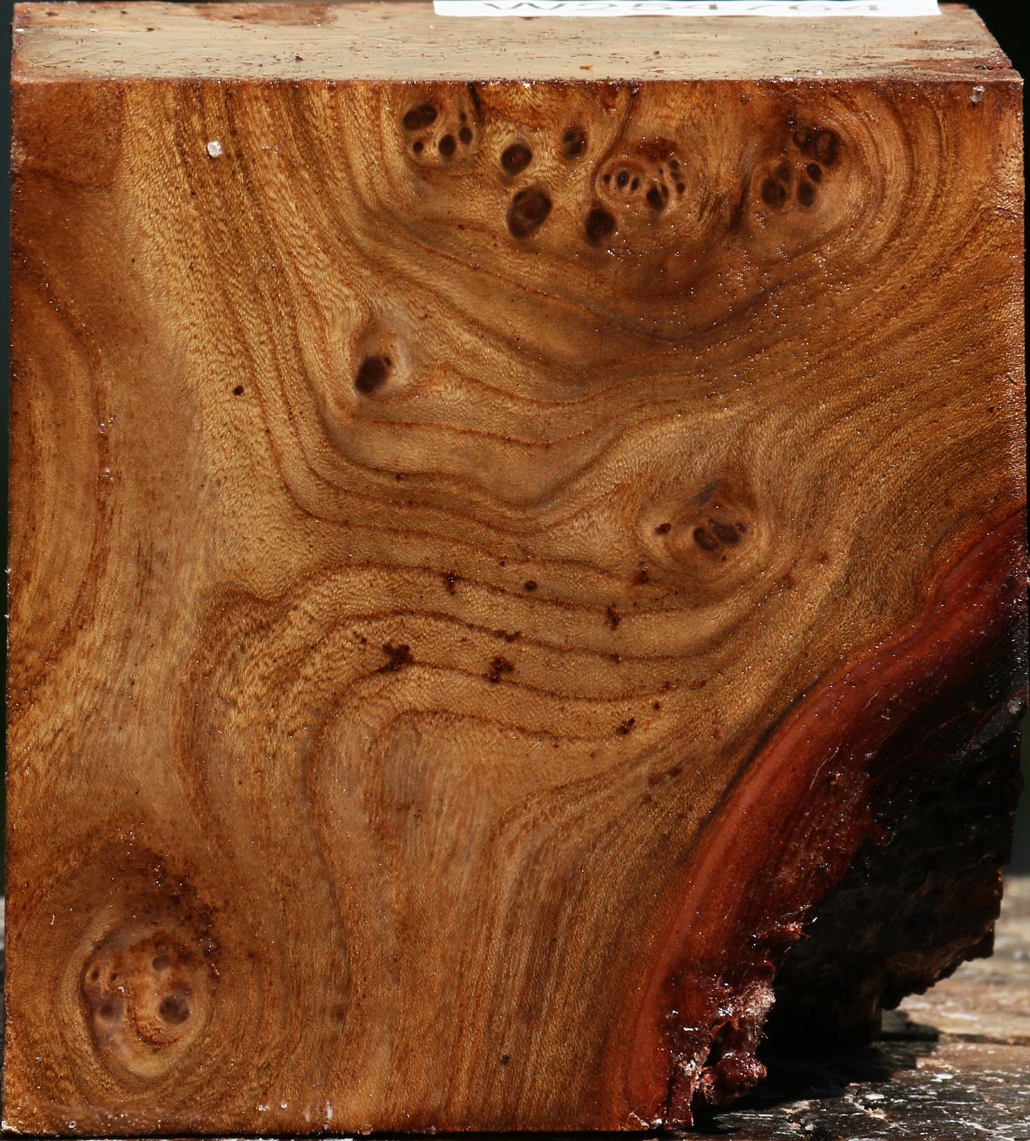 Elm Burl Bowl Blank