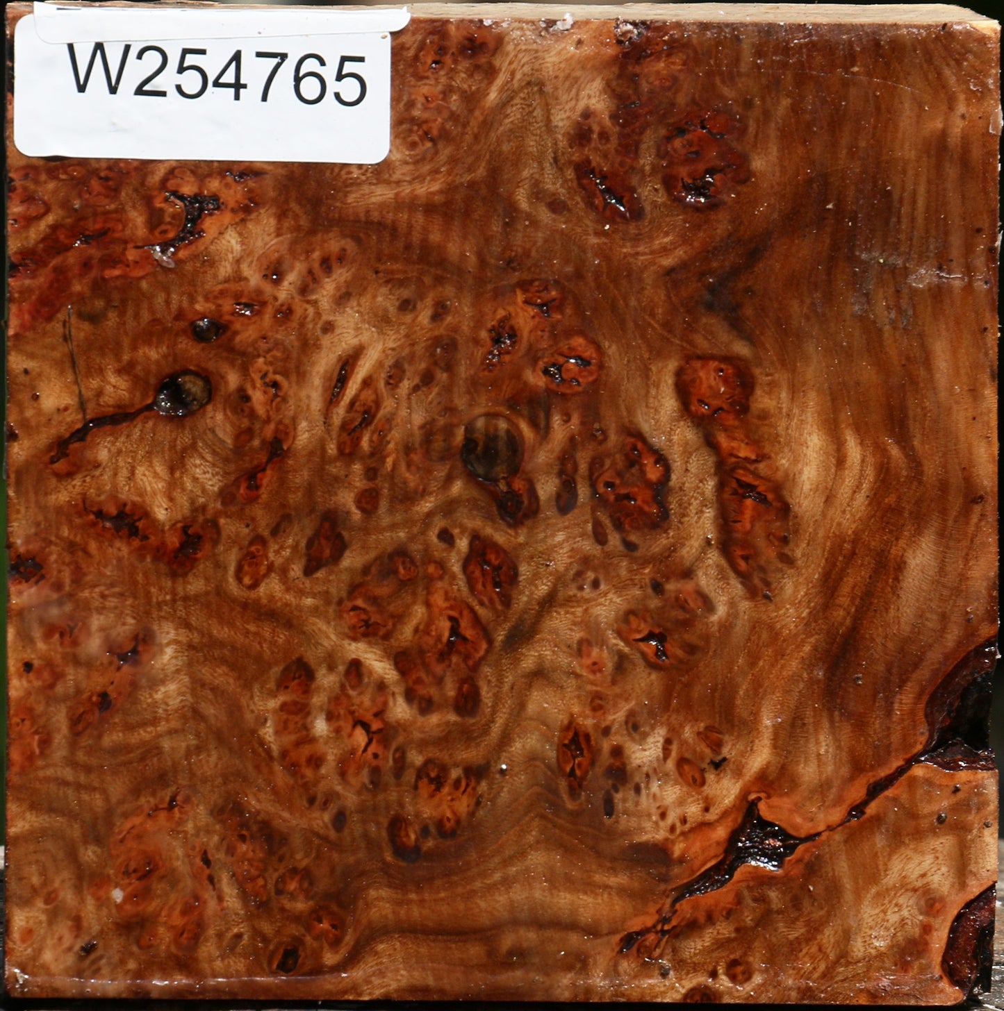 Elm Burl Live Edge Bowl Blank
