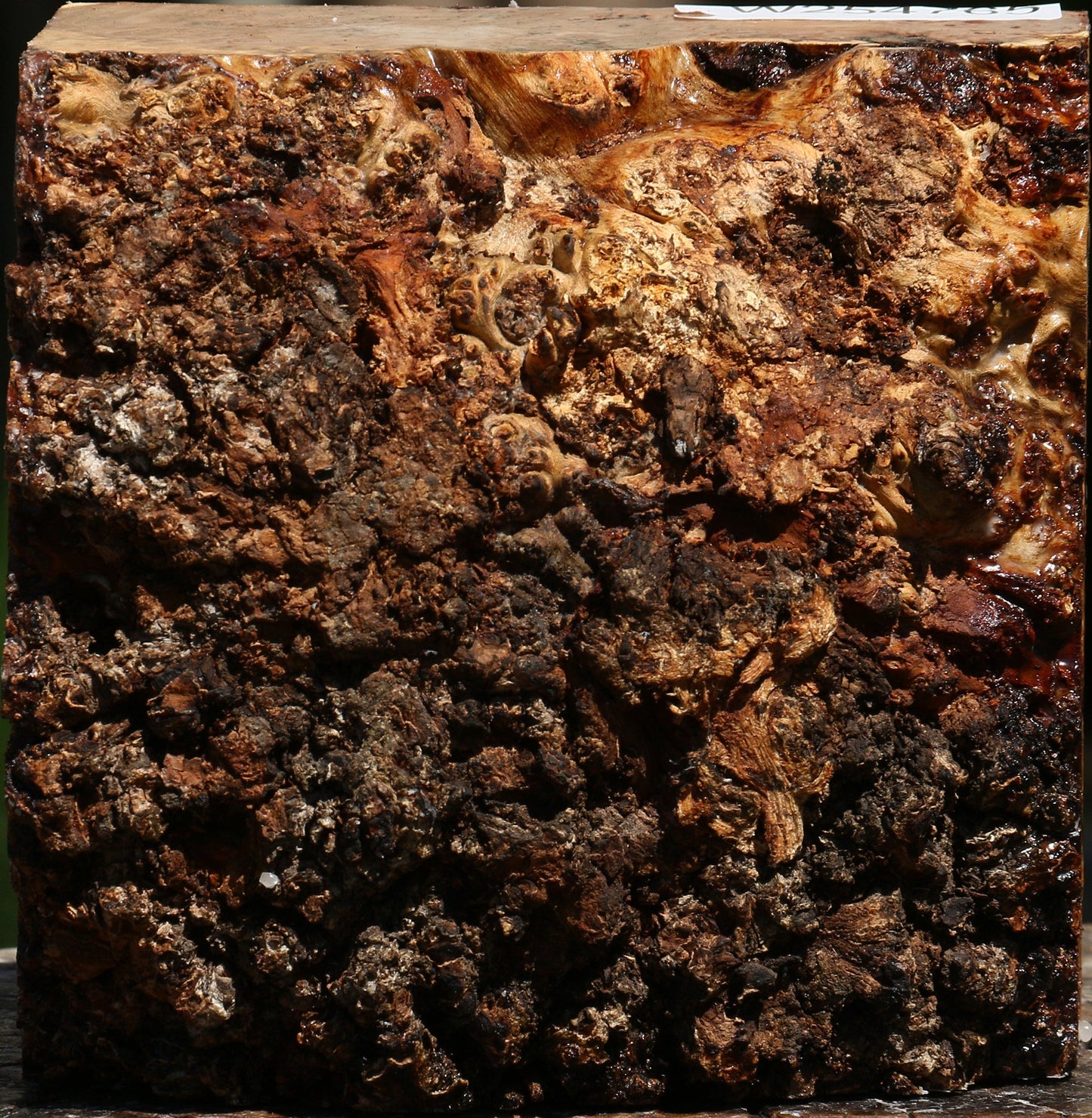 Elm Burl Live Edge Bowl Blank