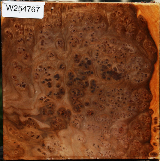 Elm Burl Bowl Blank