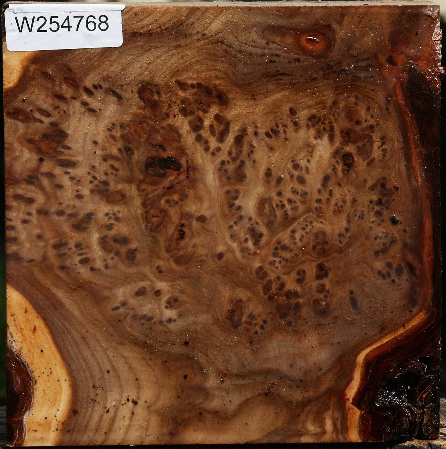 Elm Burl Bowl Blank