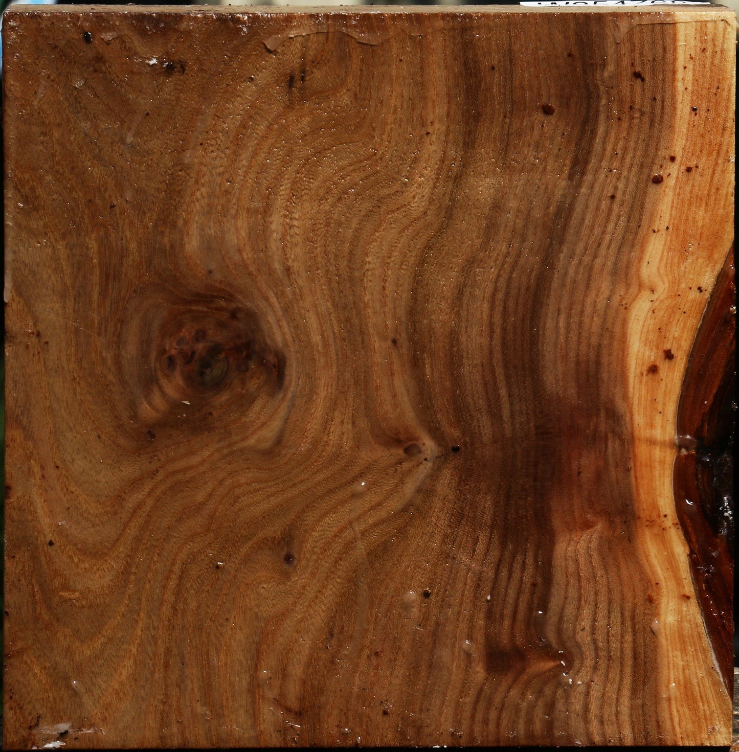 Elm Burl Bowl Blank