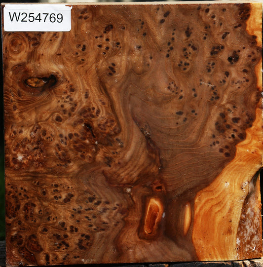 Elm Burl Bowl Blank