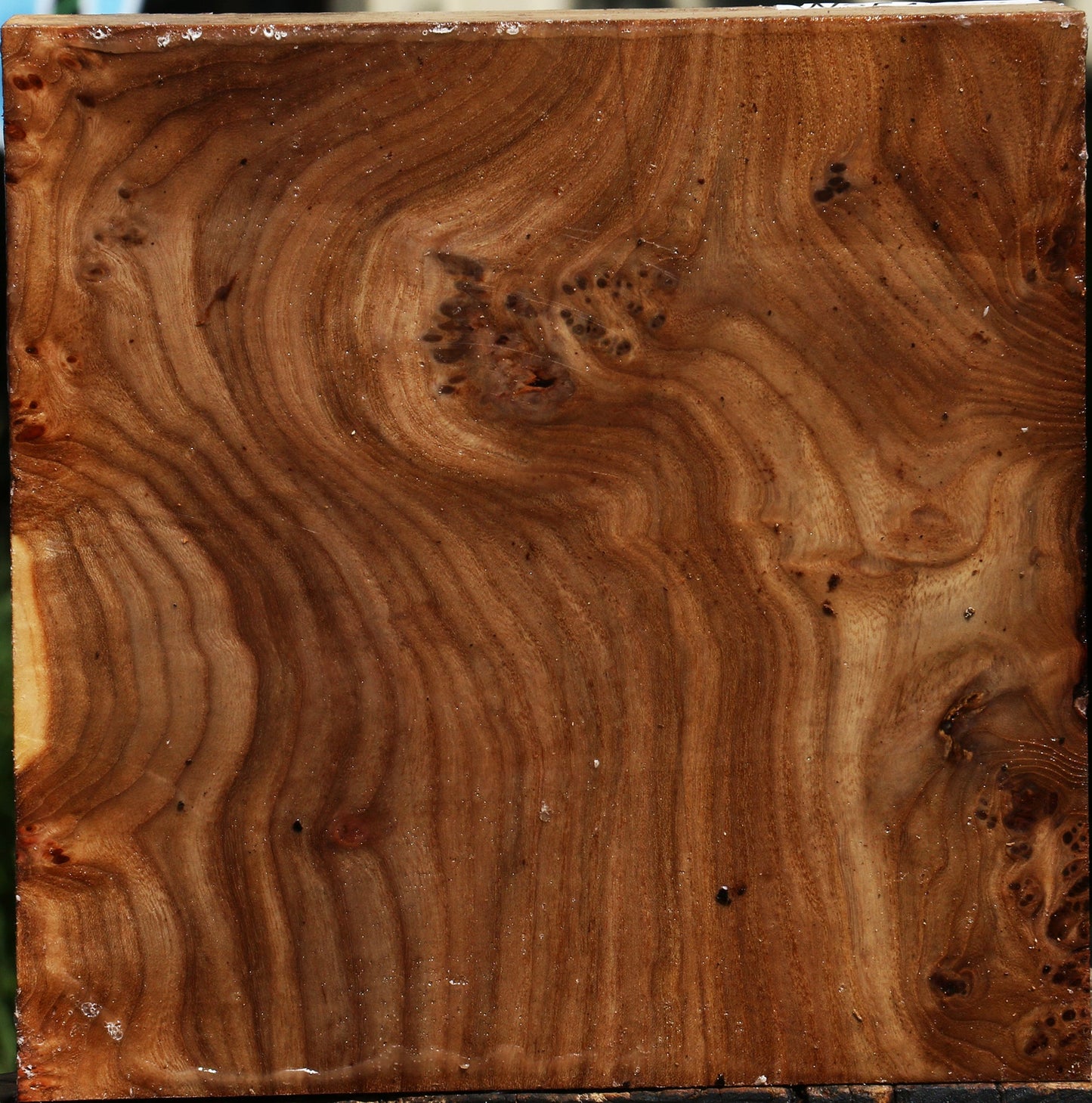 Elm Burl Bowl Blank