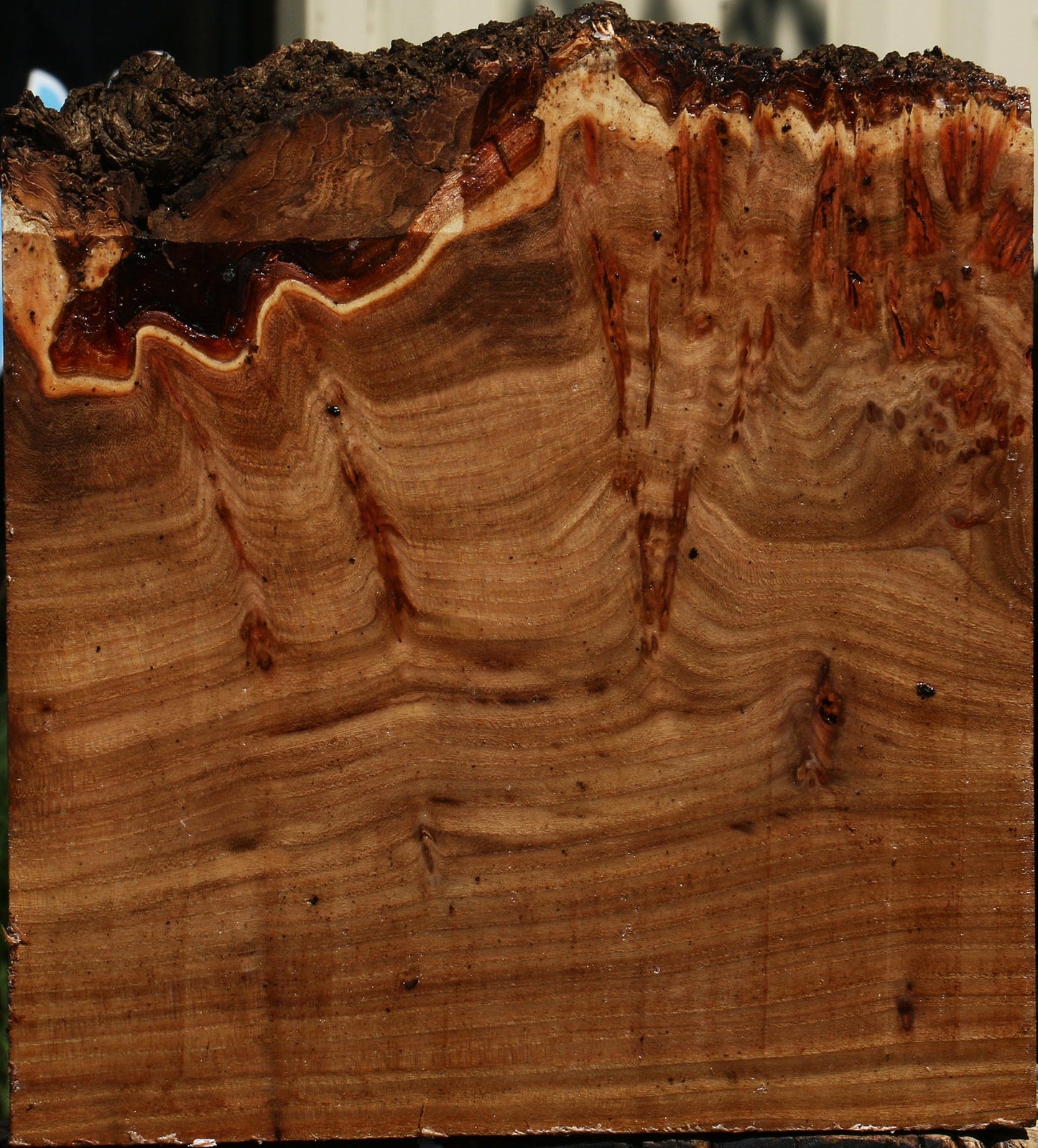 Elm Burl Live Edge Turning Blank