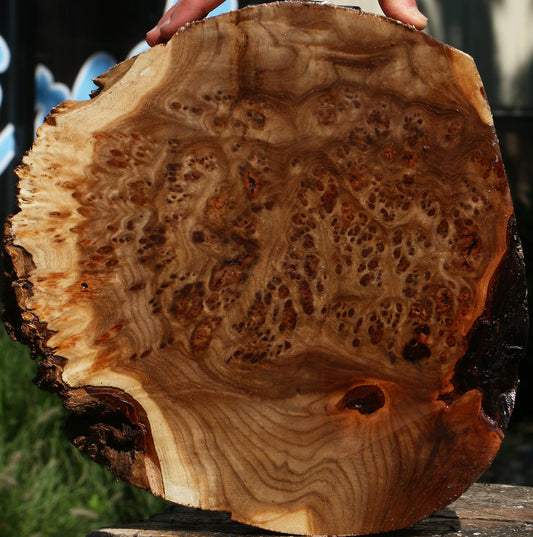 Elm Burl Cookie