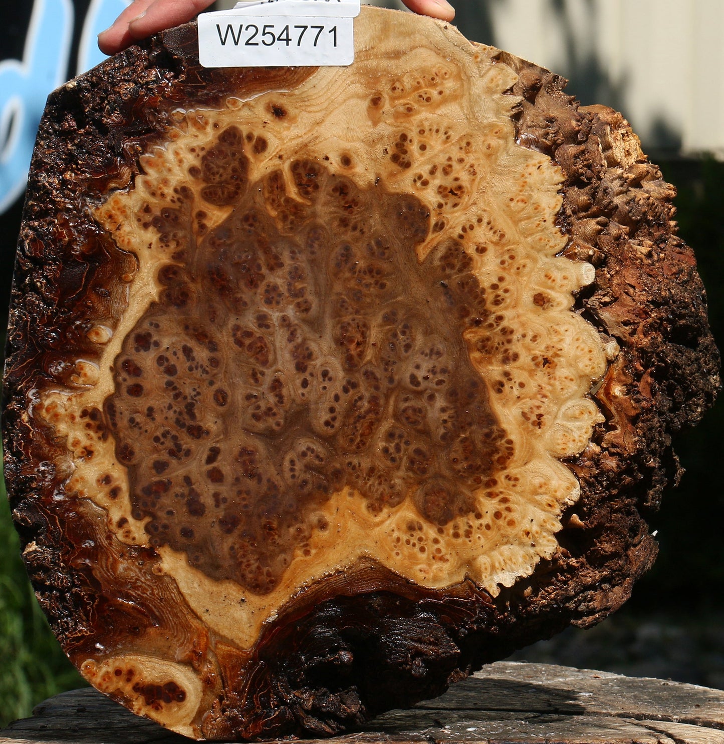 Elm Burl Cookie