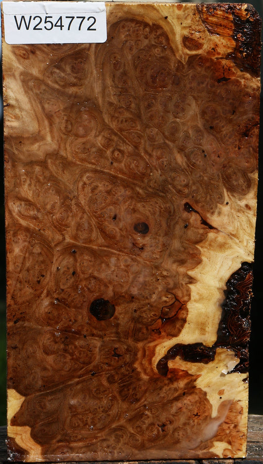Elm Burl Live Edge Turning Blank