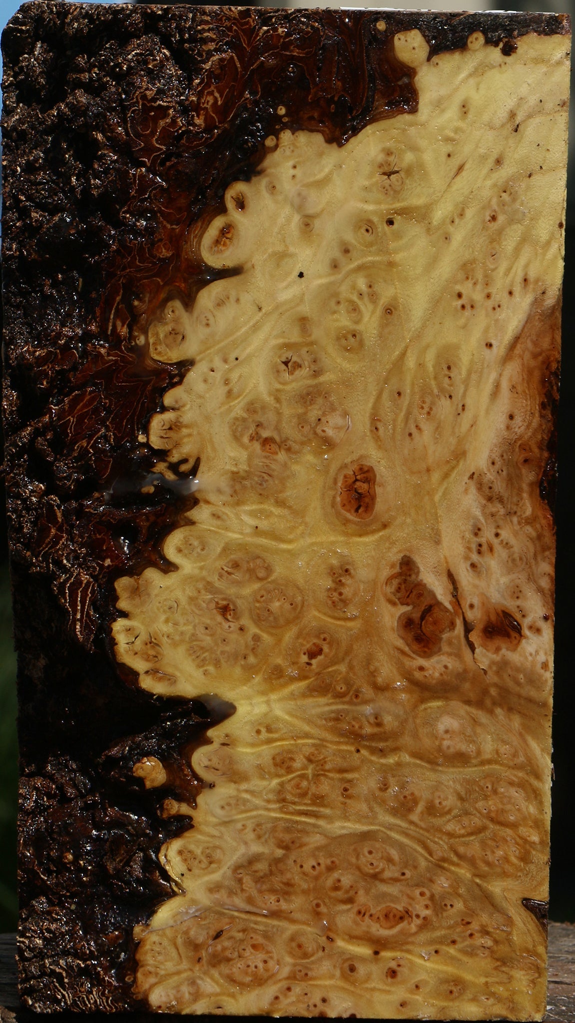 Elm Burl Live Edge Turning Blank