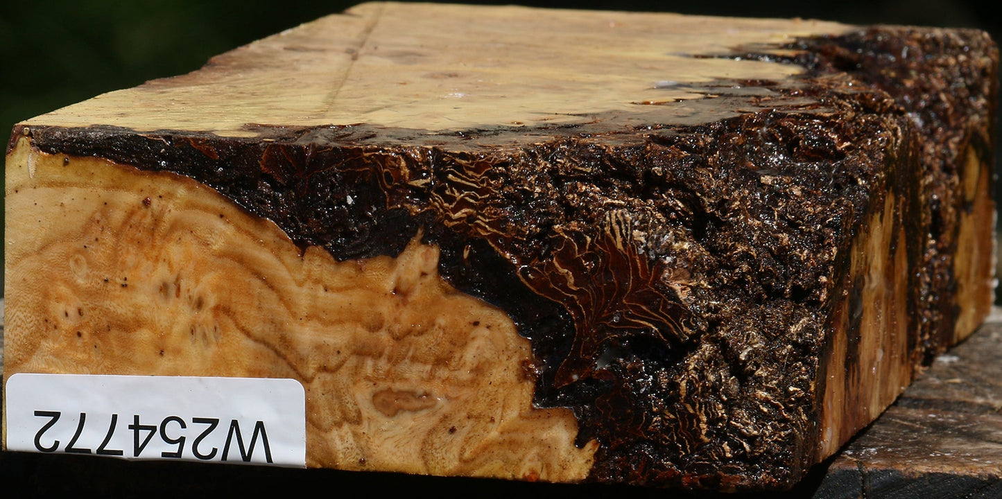 Elm Burl Live Edge Turning Blank