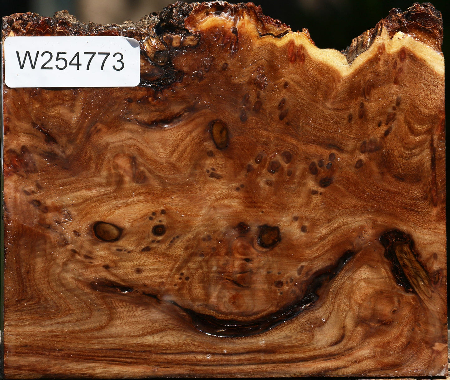 Elm Burl Live Edge Turning Blank
