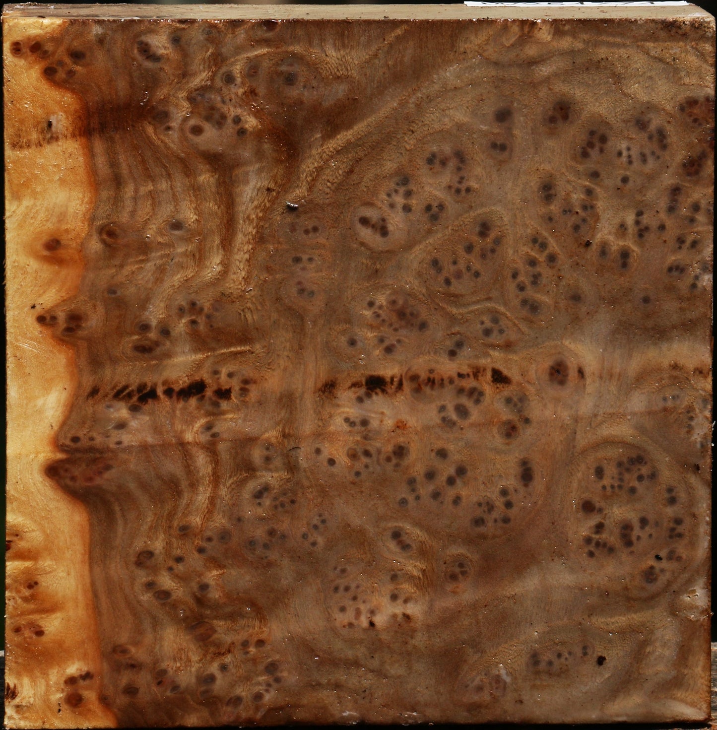 Elm Burl Bowl Blank
