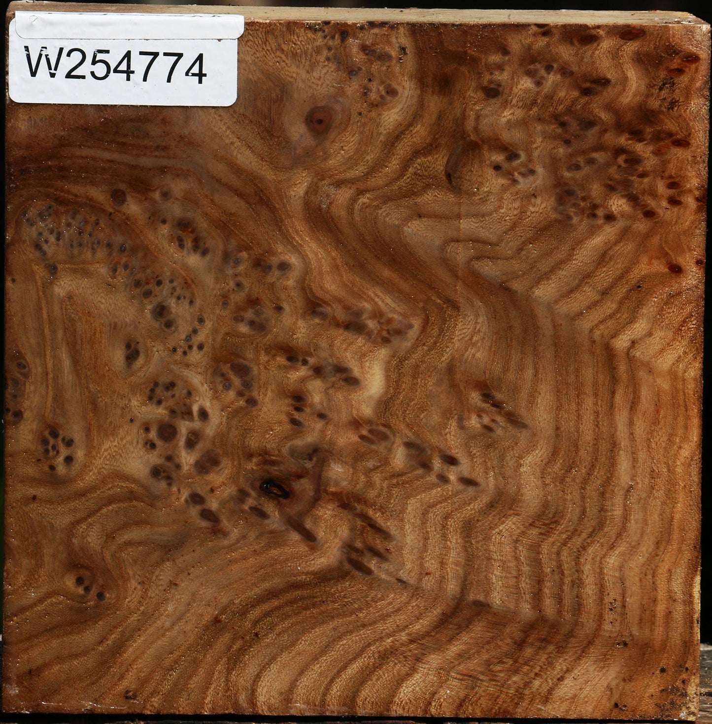 Elm Burl Bowl Blank