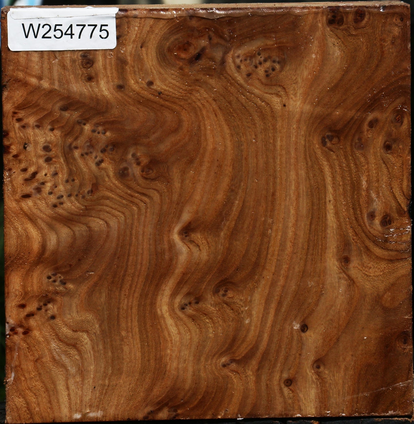 Elm Burl Bowl Blank