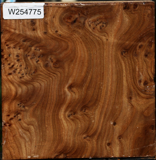 Elm Burl Bowl Blank