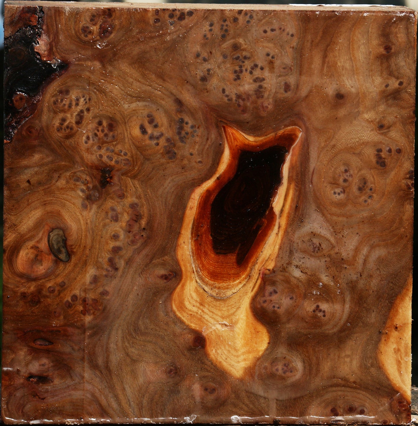 Elm Burl Bowl Blank