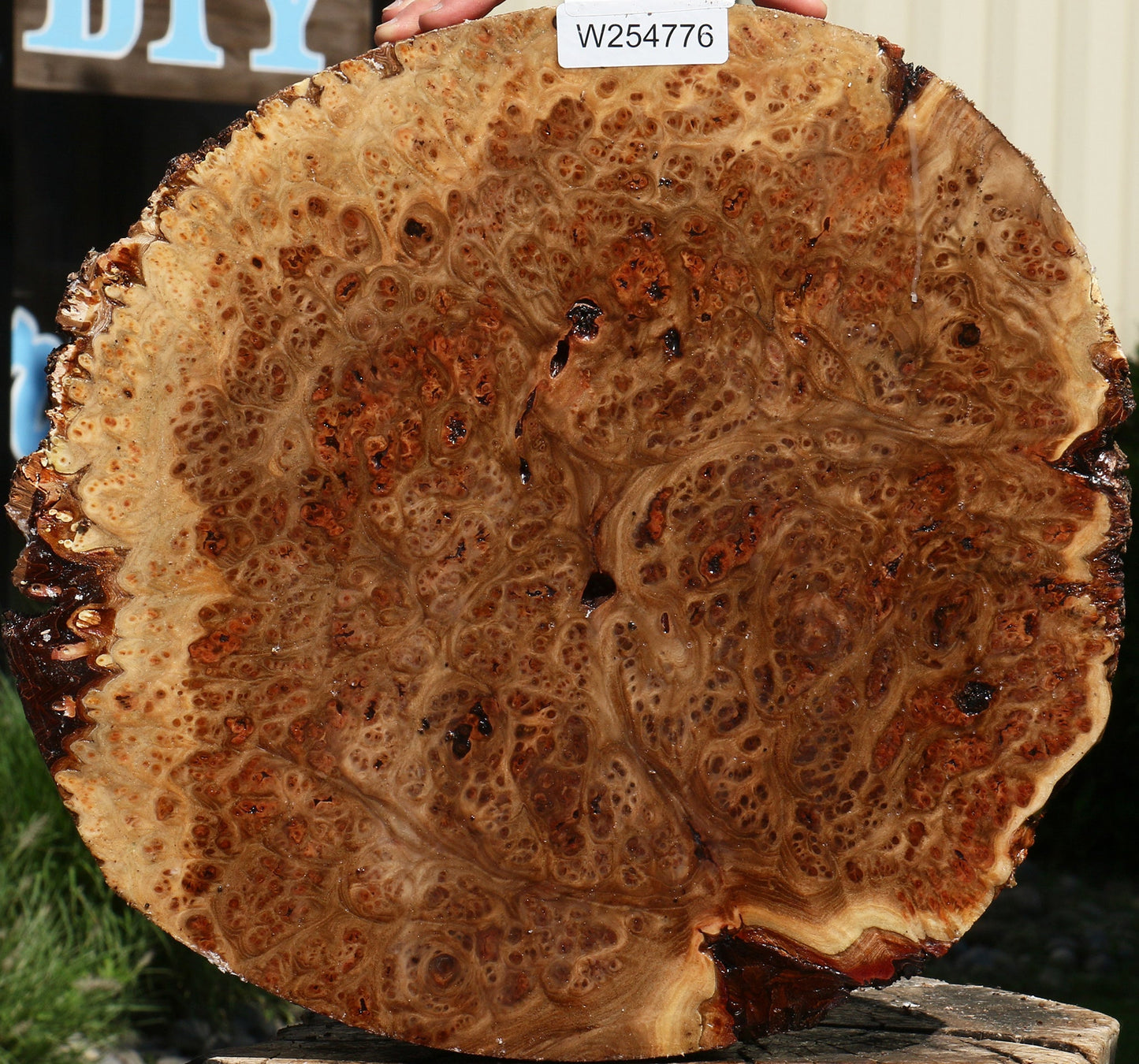 Elm Burl Cap