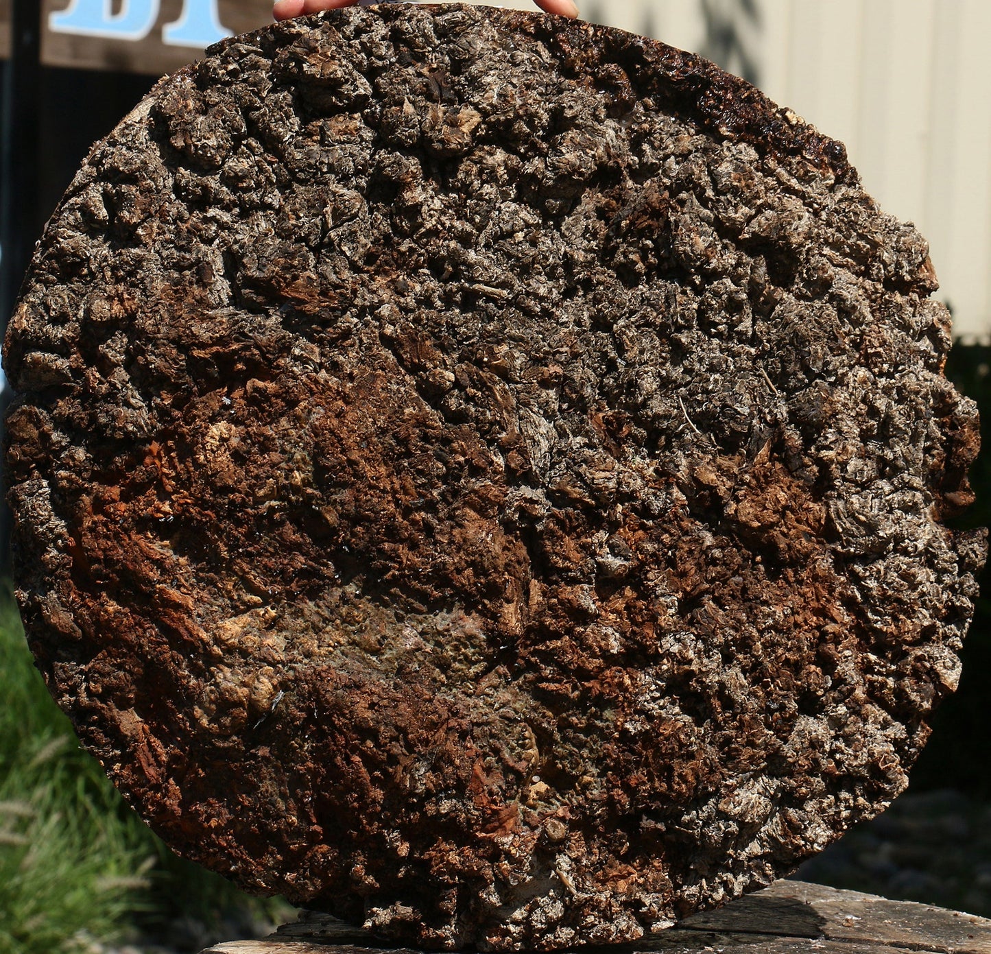 Elm Burl Cap