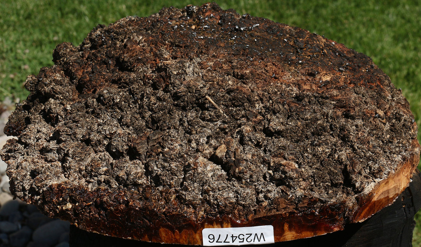 Elm Burl Cap