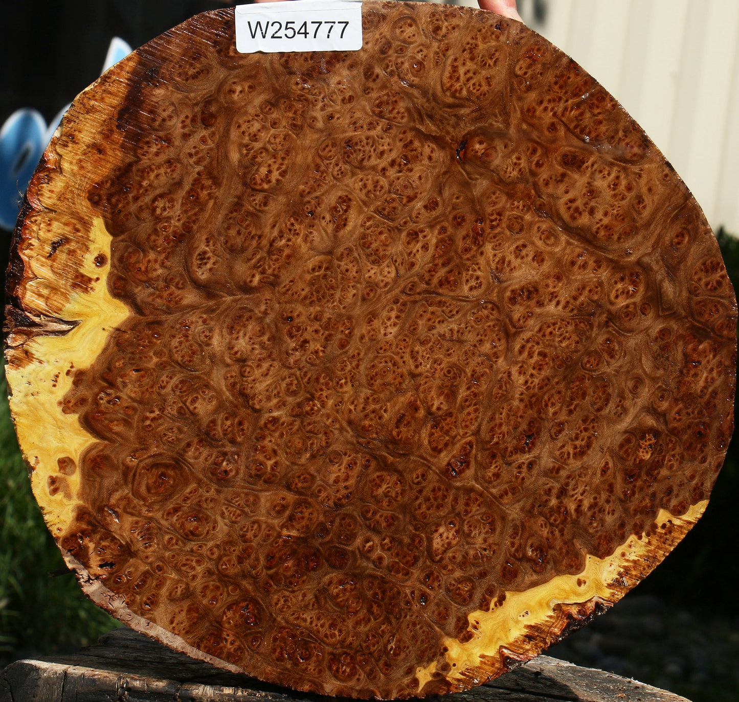 Elm Burl Cap