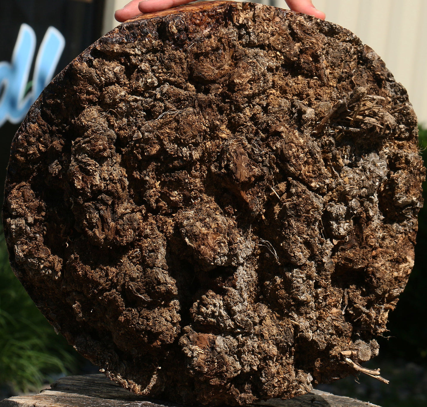 Elm Burl Cap