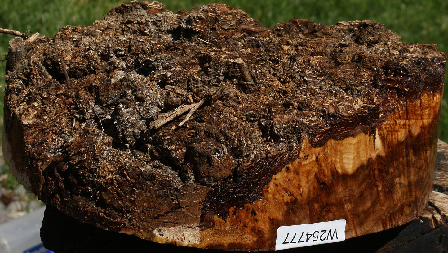 Elm Burl Cap