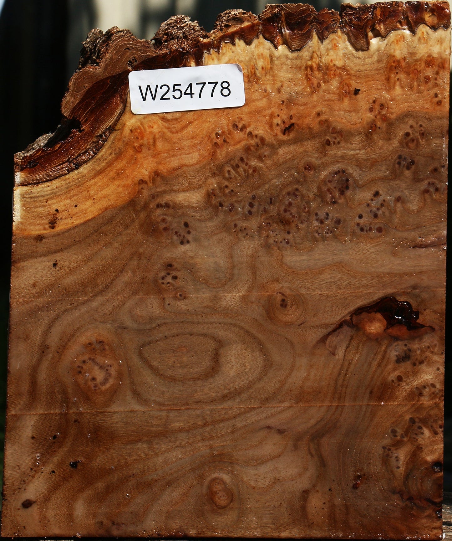 Elm Burl Live Edge Turning Blank