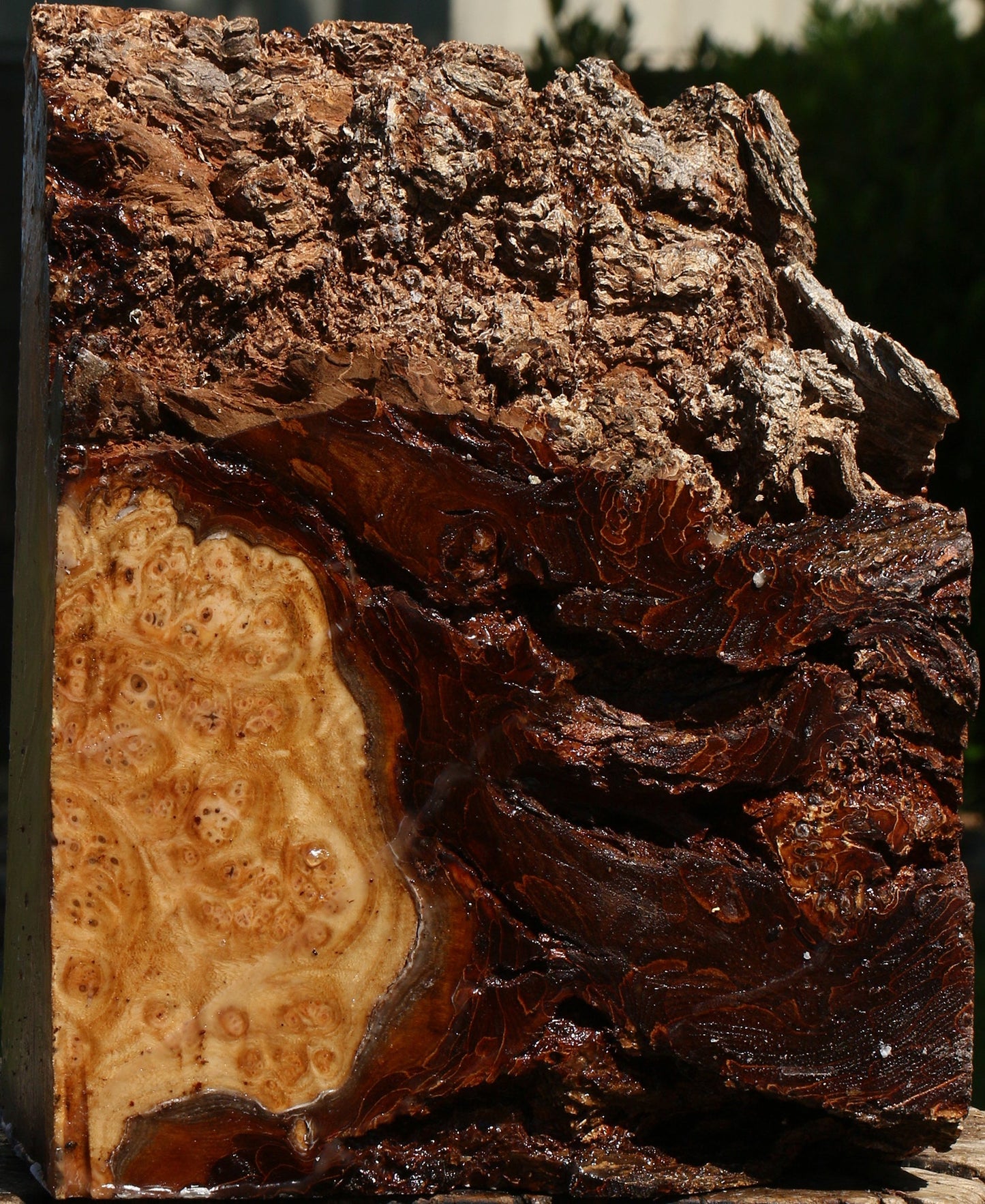 Elm Burl Live Edge Turning Blank