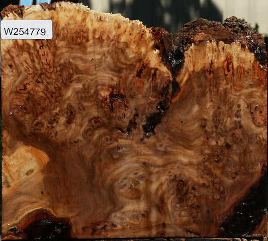 Elm Burl Live Edge Turning Blank