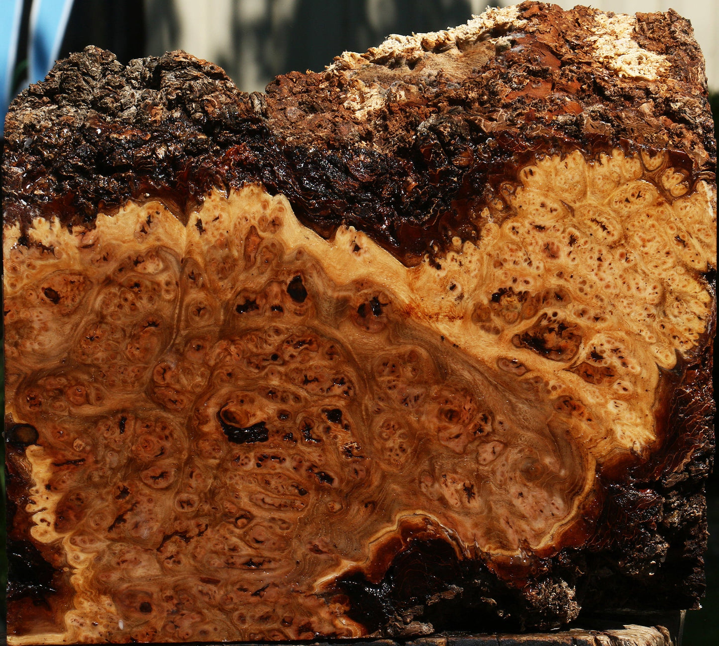 Elm Burl Live Edge Turning Blank