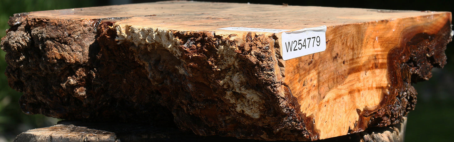 Elm Burl Live Edge Turning Blank