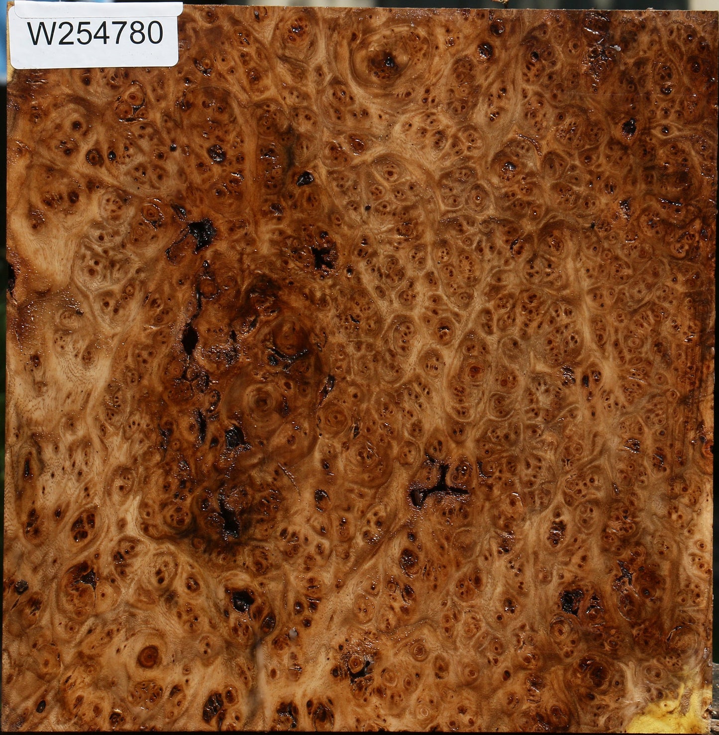 Elm Burl Live Edge Turning Blank