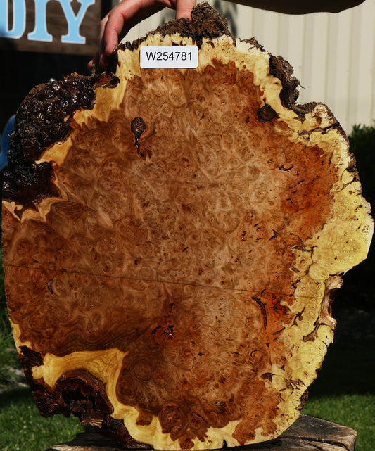 Elm Burl Cookie