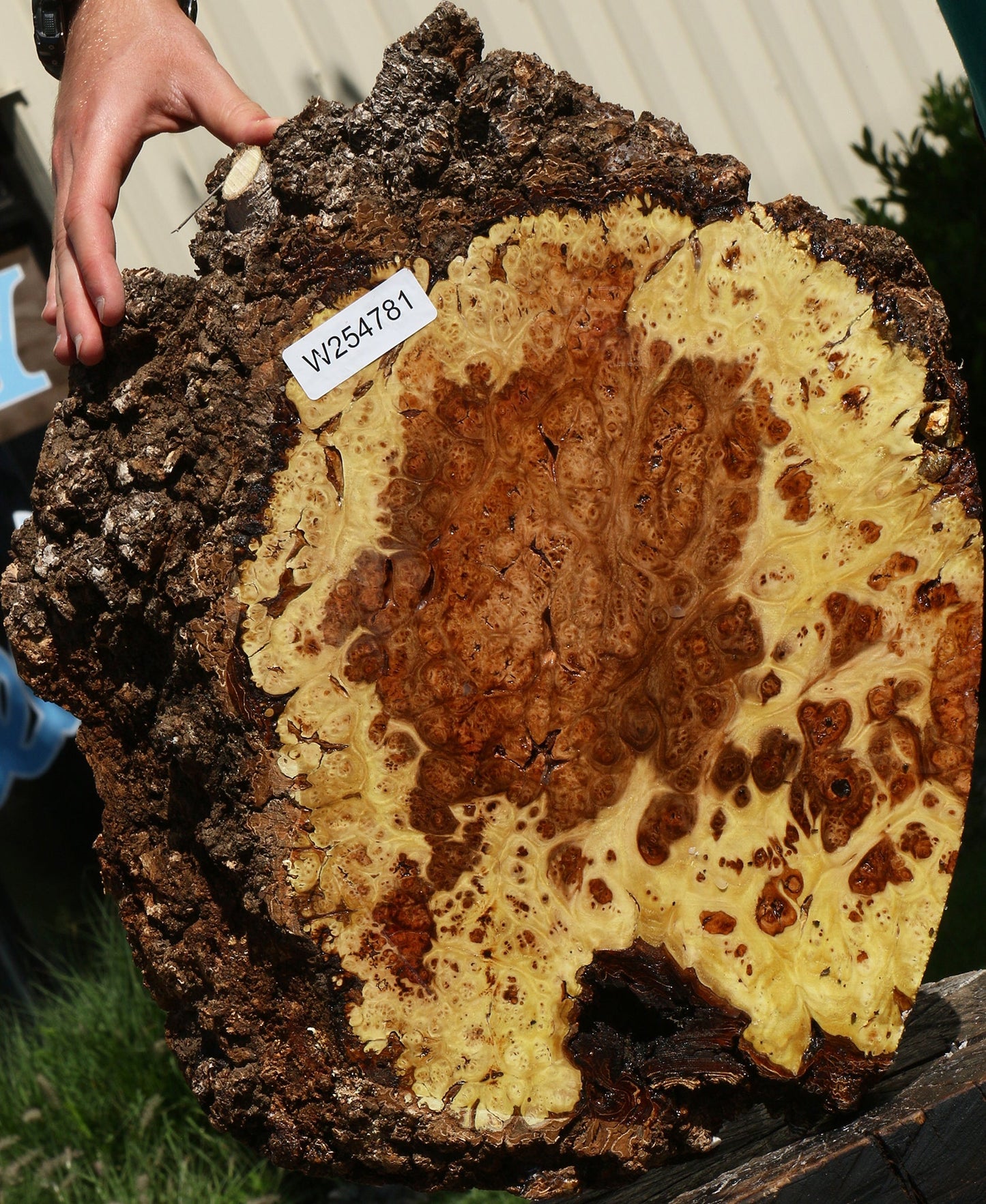Elm Burl Cookie