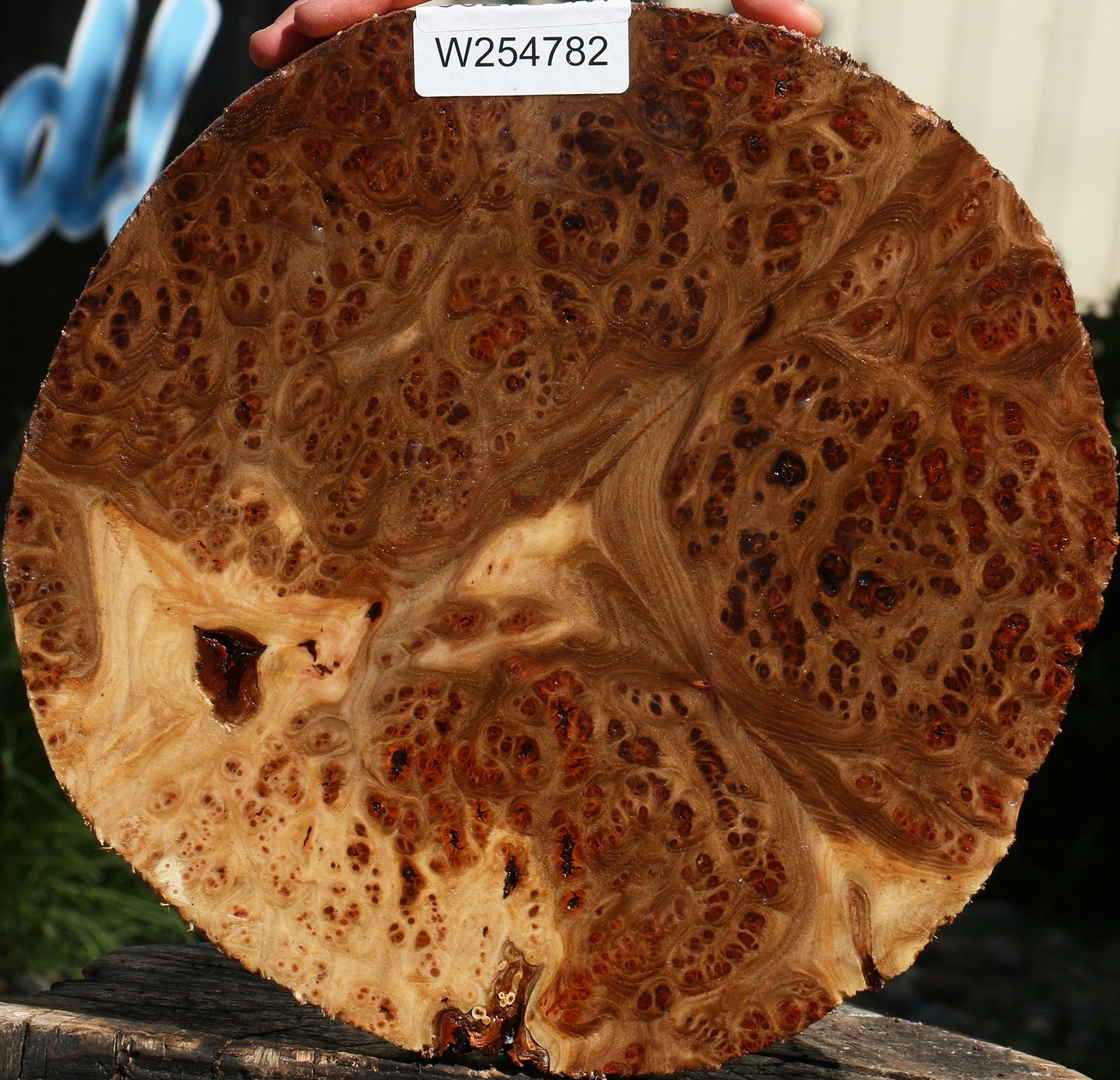 Elm Burl Cap